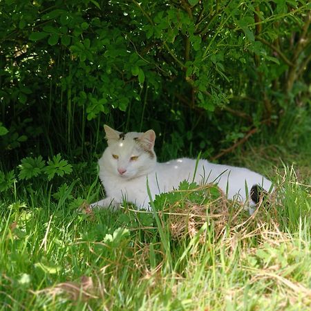 Domaine Des Ifs Bed & Breakfast Le Pin  Bagian luar foto