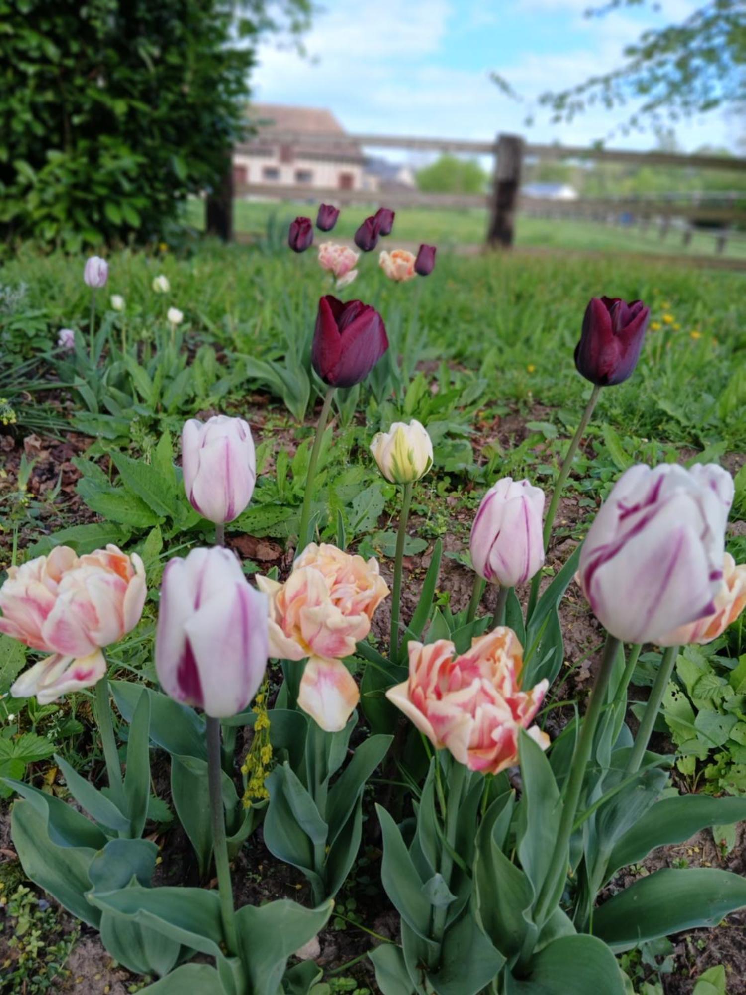 Domaine Des Ifs Bed & Breakfast Le Pin  Bagian luar foto
